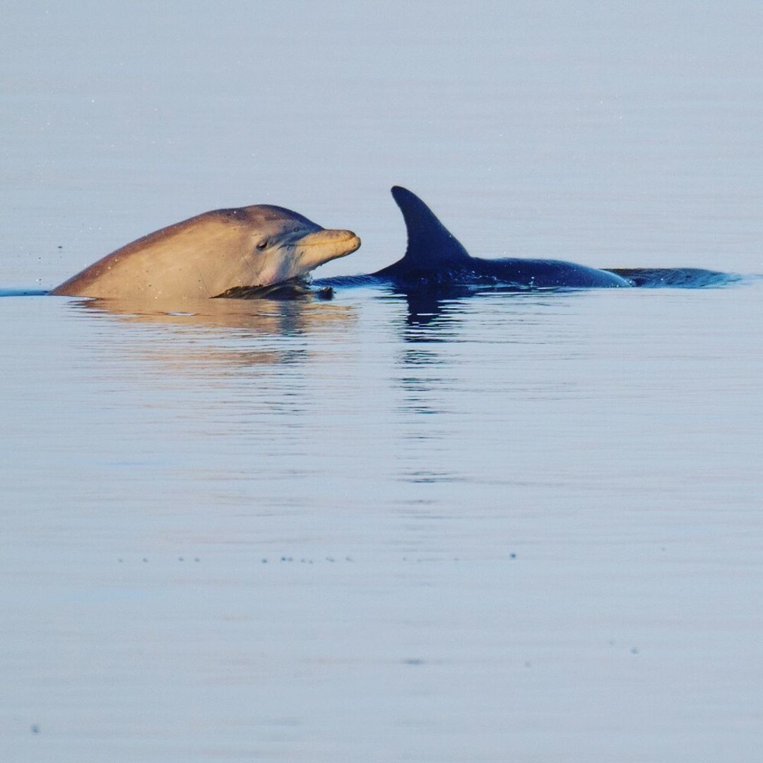 Jekyll Island Campground Saint Simons Island travelstoke